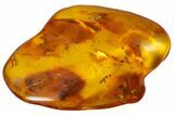 Detailed Fossil Ants (Formicidae) & Fly (Diptera) In Baltic Amber #128292-1